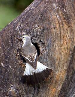 白腰蒙霸鹟 / White-rumped Monjita / Xolmis velatus