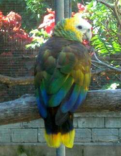 圣文森特鹦哥 / St. Vincent Amazon / Amazona guildingii