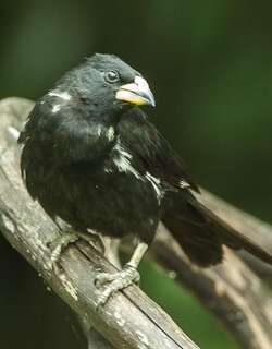 白嘴牛文鸟 / White-billed Buffalo Weaver / Bubalornis albirostris