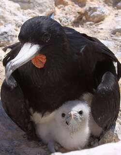 阿岛军舰鸟 / Ascension Frigatebird / Fregata aquila