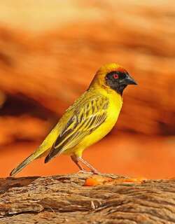 黑额织雀 / Southern Masked Weaver / Ploceus velatus