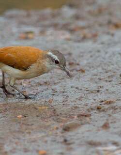 小灶鸟 / Lesser Hornero / Furnarius minor