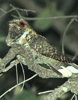 墨西哥三声夜鹰 / Mexican Whip-poor-will / Antrostomus arizonae