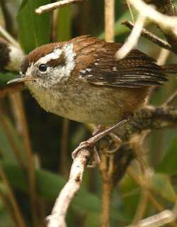高山鹪鹩 / Timberline Wren / Thryorchilus browni
