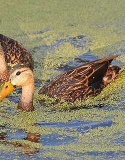 北美斑鸭 / Mottled Duck / Anas fulvigula
