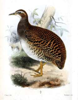 淡眉穴䳍 / Pale-browed Tinamou / Crypturellus transfasciatus