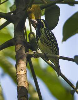 黄斑拟䴕 / Yellow-spotted Barbet / Buccanodon duchaillui