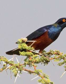 谢氏丽椋鸟 / Shelley’s Starling / Lamprotornis shelleyi