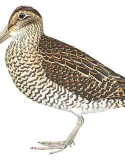 安第斯沙锥 / Jameson’s Snipe / Gallinago jamesoni