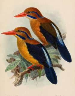 须翡翠 / Moustached Kingfisher / Actenoides bougainvillei