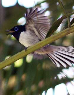 马岛寿带 / Malagasy Paradise Flycatcher / Terpsiphone mutata