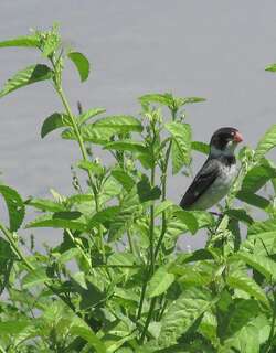 白喉食籽雀 / White-throated Seedeater / Sporophila albogularis