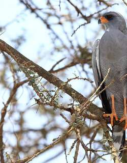 歌鹰 / Dark Chanting Goshawk / Melierax metabates