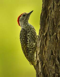 绿背啄木鸟 / Green-backed Woodpecker / Campethera cailliautii