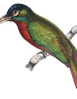 蓝颈鹟䴕 / Blue-necked Jacamar / Galbula cyanicollis