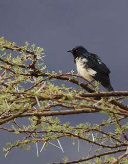 鹊椋鸟 / Magpie Starling / Speculipastor bicolor