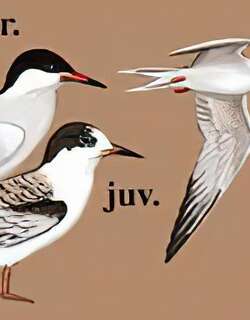 普通燕鸥 / Common Tern / Sterna hirundo