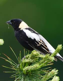 刺歌雀 / Bobolink / Dolichonyx oryzivorus