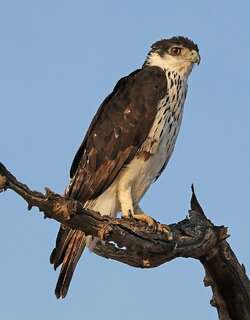 非洲隼雕 / African Hawk-Eagle / Aquila spilogaster