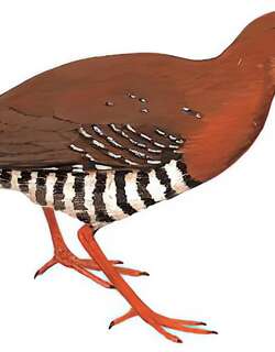 红腿斑秧鸡 / Red-legged Crake / Rallina fasciata