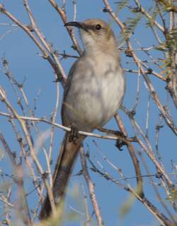 勒氏弯嘴嘲鸫 / LeConte’s Thrasher / Toxostoma lecontei