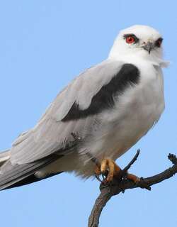 澳洲鸢 / Black-shouldered Kite / Elanus axillaris