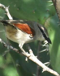 纹斑红翅鵙 / Three-streaked Tchagra / Tchagra jamesi