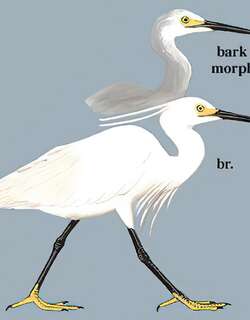白鹭 / Little Egret / Egretta garzetta