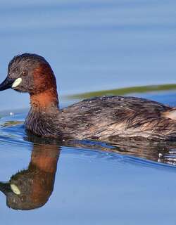 三色小䴙䴘 / Tricolored Grebe / Tachybaptus tricolor