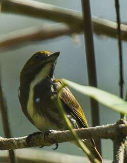 绿背锯齿啄花鸟 / Olive-backed Flowerpecker / Prionochilus olivaceus