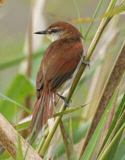 黄颏针尾雀 / Yellow-chinned Spinetail / Certhiaxis cinnamomeus