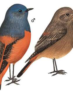 蓝额红尾鸲 / Blue-fronted Redstart / Phoenicurus frontalis