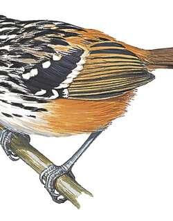 圣马塔蚁鸟 / Santa Marta Antbird / Drymophila hellmayri