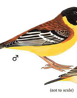 黑头鹀 / Black-headed Bunting / Emberiza melanocephala