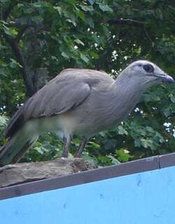 黑腿叫鹤 / Black-legged Seriema / Chunga burmeisteri