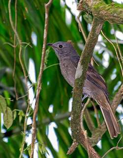 红肛伞鸟 / Cinnamon-vented Piha / Lipaugus lanioides