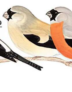 灰头灰雀 / Grey-headed Bullfinch / Pyrrhula erythaca