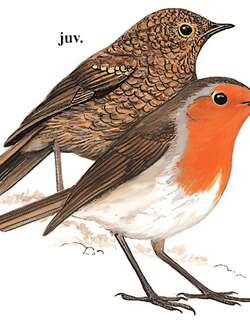 欧亚鸲 / European Robin / Erithacus rubecula