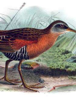厄瓜多尔秧鸡 / Ecuadorian Rail / Rallus aequatorialis