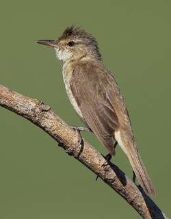 澳洲苇莺 / Australian Reed Warbler / Acrocephalus australis