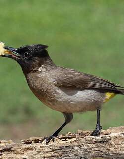 三色黑眼鹎 / Dark-capped Bulbul / Pycnonotus tricolor