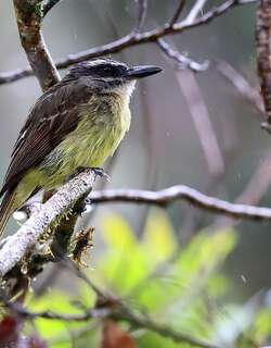 金顶大嘴霸鹟 / Golden-crowned Flycatcher / Myiodynastes chrysocephalus