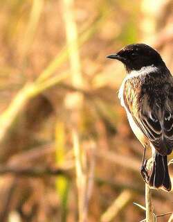 白尾石䳭 / White-tailed Stonechat / Saxicola leucurus