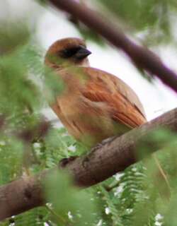 纯色栗翅牛鹂 / Pale Baywing / Agelaioides fringillarius