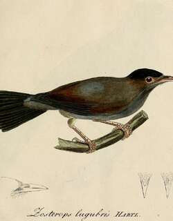 黑顶绣眼鸟 / Black-capped Speirops / Zosterops lugubris