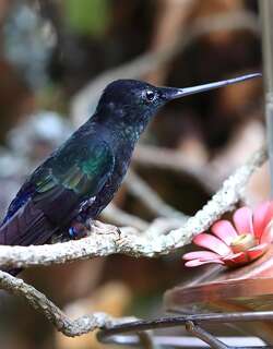 蓝喉星额蜂鸟 / Blue-throated Starfrontlet / Coeligena helianthea