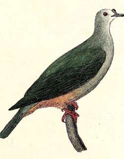 密克皇鸠 / Micronesian Imperial Pigeon / Ducula oceanica