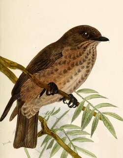 非洲乌鹟 / Sooty Flycatcher / Muscicapa infuscata