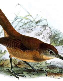 褐非洲雅鹛 / Brown Illadopsis / Illadopsis fulvescens