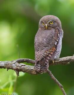 丛林鸺鹠 / Jungle Owlet / Glaucidium radiatum
